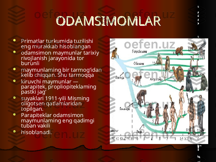 ODAMSIMOMLARODAMSIMOMLAR

Primatlar turkumida tuzilishi 
eng murakkab hisoblangan

odamsimon maymunlar tarixiy 
rivojlanish jarayonida tor 
burunli

maymunlaming bir tarmog‘idan 
kelib chiqqan. Shu tarmoqqa

kiruvchi maymunlar — 
parapitek, propliopiteklaming 
pastki jag‘

suyaklari 1911-yili Misming 
oligotsen qatlamlaridan 
topilgan.

Parapiteklar odamsimon 
maymunlaming eng qadimgi 
tuban vakili

hisoblanadi.  