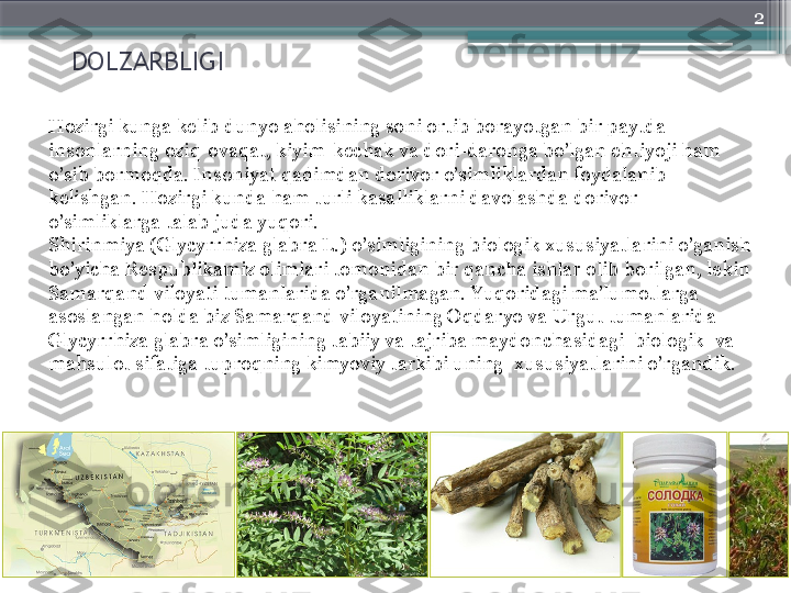 2
    DOLZARBLIGI                  
Hozirgi kunga kelib dunyo aholisining soni ortib borayotgan bir paytda 
insonlarning oziq-ovaqat, kiyim-kechak va dori-daronga bo’lgan ehtiyoji ham 
o’sib bormoqda. Insoniyat qadimdan dorivor o’simliklardan foydalanib 
kelishgan. Hozirgi kunda ham turli kasalliklarni davolashda dorivor 
o’simliklarga talab juda yuqori. 
Shirinmiya (Glycyrrhiza glabra L.)  o’simligining biologik xususiyatlarini o’ganish 
bo’yicha Respublikamiz olimlari tomonidan bir qancha ishlar olib borilgan, lekin 
Samarqand viloyati tumanlarida o’rganilmagan. Yuqoridagi ma’lumotlarga 
asoslangan holda biz Samarqand viloyatining Oqdaryo va Urgut tumanlarida 
Glycyrrhiza glabra o’simligining tabiiy va tajriba maydonchasidagi  biologik   va 
mahsulot sifatiga tuproqning kimyoviy tarkibi uning   xususiyatlarini o’rgandik.
                      