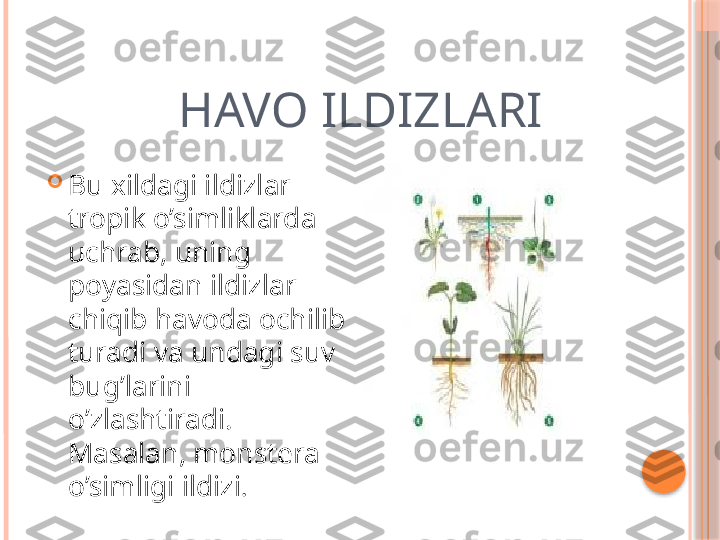             HAVO ILDIZLARI

Bu xildagi ildizlar 
tropik o’simliklarda 
uchrab, uning 
poyasidan ildizlar 
chiqib havoda ochilib 
turadi va undagi suv 
bug’larini 
o’zlashtiradi. 
Masalan, monstera 
o’simligi ildizi .     