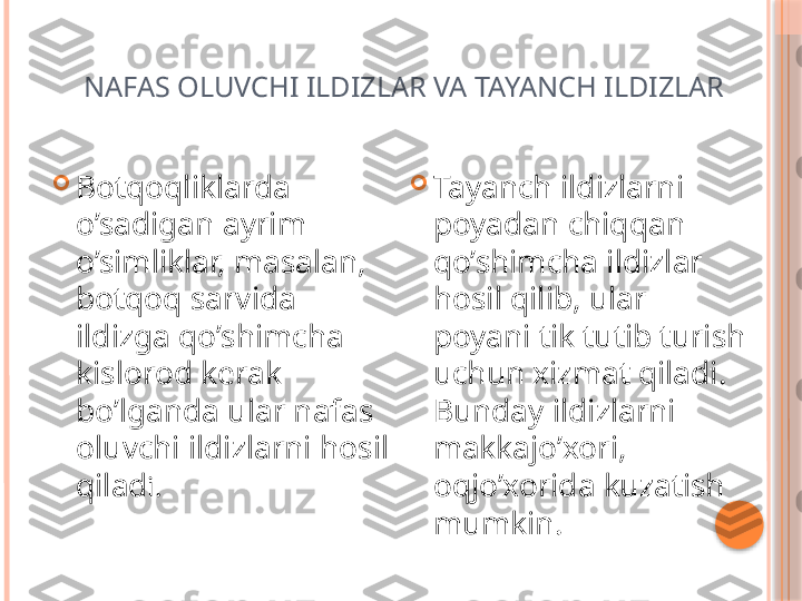        NAFAS OLUVCHI ILDIZLAR VA TAYANCH ILDIZLAR

Botqoqliklarda 
o’sadigan ayrim 
o’simliklar, masalan, 
botqoq sarvida 
ildizga qo’shimcha 
kislorod kerak 
bo’lganda ular nafas 
oluvchi ildizlarni hosil 
qilad i. 
Tayanch ildizlarni 
poyadan chiqqan 
qo’shimcha ildizlar 
hosil qilib, ular 
poyani tik tutib turish 
uchun xizmat qiladi. 
Bunday ildizlarni 
makkajo’xori, 
oqjo’xorida kuzatish 
mumkin.     