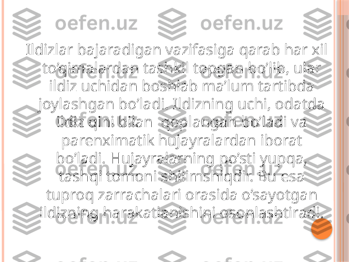  
Ildizlar bajaradigan vazifasiga qarab har xil 
to’qimalardan tashkil topgan bo’lib, ular 
ildiz uchidan boshlab ma’lum tartibda 
joylashgan bo’ladi. Ildizning uchi, odatda 
ildiz qini bilan  qoplangan bo’ladi va 
parenximatik hujayralardan iborat 
bo’ladi. Hujayralarning po’sti yupqa, 
tashqi tomoni shilimshiqdir. Bu esa 
tuproq zarrachalari orasida o’sayotgan 
ildizning harakatlanishini osonlashtiradi.     