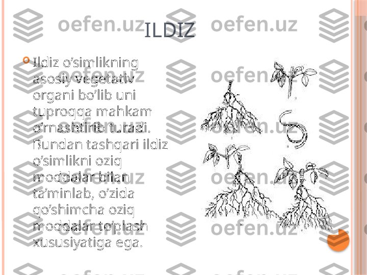                         ILDIZ

Ildiz o’simlikning 
asosiy vegetativ 
organi bo’lib uni 
tuproqqa mahkam 
o’rnashtirib turadi.  
Bundan tashqari ildiz 
o’simlikni oziq 
moddalar bilan 
ta’minlab, o’zida  
qo’shimcha oziq 
moddalar to’plash 
xususiyatiga ega .     