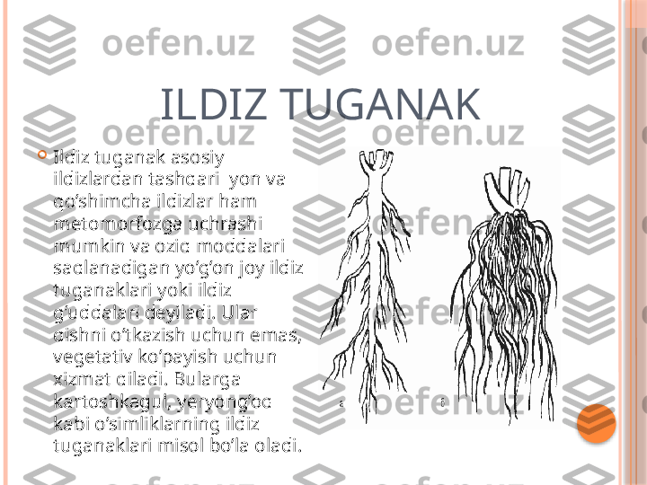             ILDIZ TUGANAK

Ildiz tuganak asosiy 
ildizlardan tashqari  yon va 
qo’shimcha ildizlar ham  
metomorfozga uchrashi 
mumkin va oziq moddalari 
saqlanadigan yo’g’on joy ildiz 
tuganaklari yoki ildiz 
g’uddalari deyiladi. Ular 
qishni o’tkazish uchun emas, 
vegetativ ko’payish uchun 
xizmat qiladi. Bularga 
kartoshkagul, yeryong’oq 
kabi o’simliklarning ildiz 
tuganaklari misol bo’la oladi.     