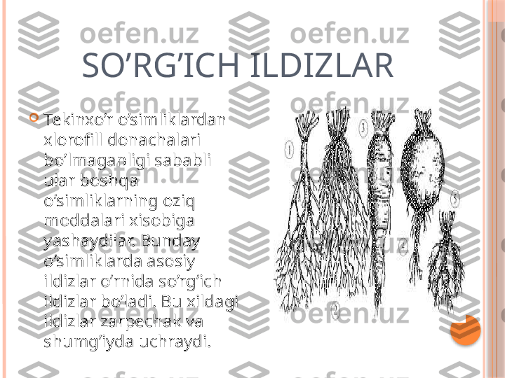        SO’RG’ICH ILDIZLAR

Tekinxo’r o’simliklardan 
xlorofill donachalari 
bo’lmaganligi sababli 
ular boshqa 
o’simliklarning oziq 
moddalari xisobiga 
yashaydilar. Bunday 
o’simliklarda asosiy 
ildizlar o’rnida so’rg’ich 
ildizlar bo’ladi. Bu xildagi 
ildizlar zarpechak va 
shumg’iyda uchraydi.     