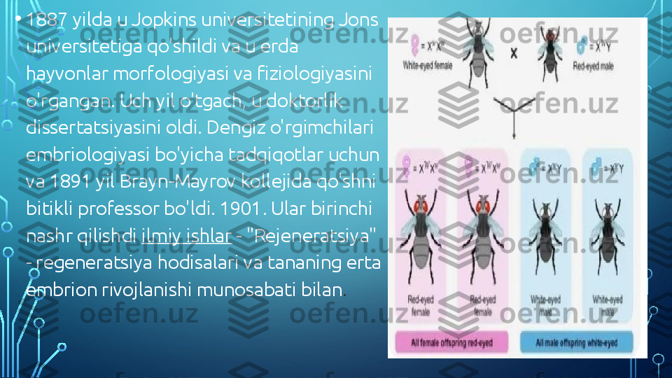 • 1887 yilda u Jopkins universitetining Jons 
universitetiga qo'shildi va u erda 
hayvonlar morfologiyasi va fiziologiyasini 
o'rgangan. Uch yil o'tgach, u doktorlik 
dissertatsiyasini oldi. Dengiz o'rgimchilari 
embriologiyasi bo'yicha tadqiqotlar uchun 
va 1891 yil Brayn-Mayrov kollejida qo'shni 
bitikli professor bo'ldi. 1901. Ular birinchi 
nashr qilishdi  ilmiy ishlar  - "Rejeneratsiya" 
- regeneratsiya hodisalari va tananing erta 
embrion rivojlanishi munosabati bilan .  