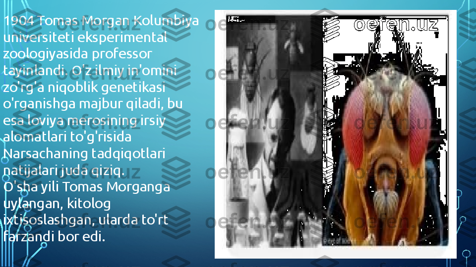 1904 Tomas Morgan Kolumbiya 
universiteti eksperimental 
zoologiyasida professor 
tayinlandi. O'z ilmiy in'omini 
zo'rg'a niqoblik genetikasi 
o'rganishga majbur qiladi, bu 
esa loviya merosining irsiy 
alomatlari to'g'risida 
Narsachaning tadqiqotlari 
natijalari juda qiziq.
O'sha yili Tomas Morganga 
uylangan, kitolog 
ixtisoslashgan, ularda to'rt 
farzandi bor edi.  