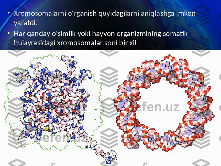 •
Xromosomalarni o‘rganish quyidagilarni aniqlashga imkon 
yaratdi.
•
Har qanday o‘simlik yoki hayvon organizmining somatik 
hujayrasidagi xromosomalar soni bir xil 