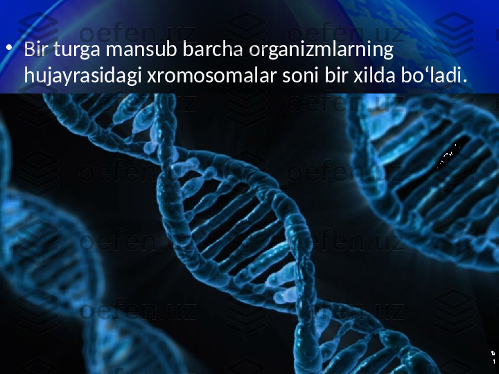 •
Bir turga mansub barcha organizmlarning 
hujayrasidagi xromosomalar soni bir xilda bo‘ladi. 