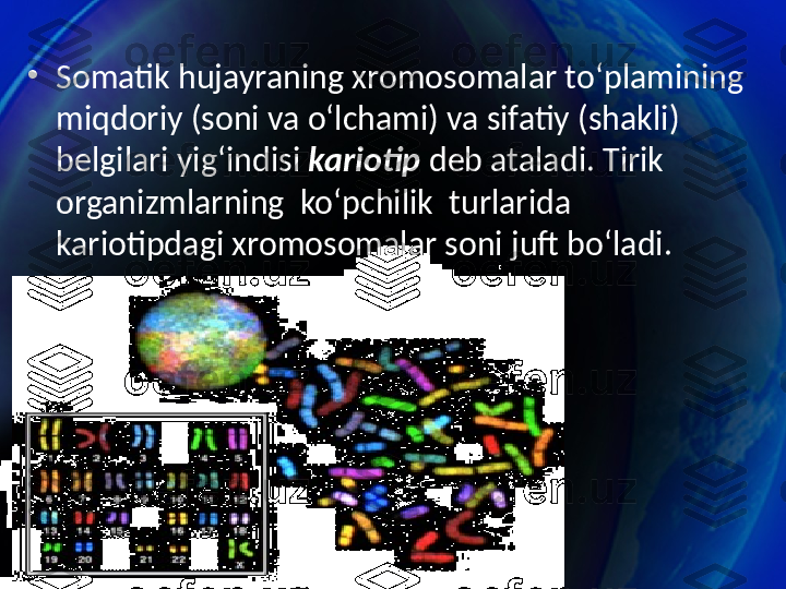 •
Somatik hujayraning xromosomalar to‘plamining 
miqdoriy (soni va o‘lchami) va sifatiy (shakli) 
belgilari yig‘indisi  kariotip  deb ataladi. Tirik 
organizmlarning  ko‘pchilik  turlarida 
kariotipdagi xromosomalar soni juft bo‘ladi. 