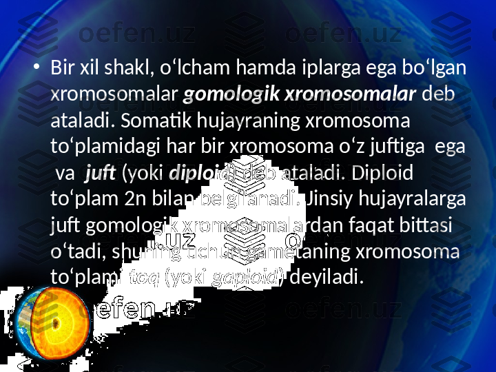 •
Bir xil shakl, o‘lcham hamda iplarga ega bo‘lgan 
xromosomalar  gomologik xromosomalar  deb 
ataladi. Somatik hujayraning xromosoma 
to‘plamidagi har bir xromosoma o‘z juftiga  ega 
 va   juft  (yoki  diploid ) deb ataladi. Diploid 
to‘plam 2n bilan belgilanadi. Jinsiy hujayralarga 
juft gomologik xromosomalardan faqat bittasi 
o‘tadi, shuning uchun gametaning xromosoma  
to‘plami  toq  (yoki  gaploid ) deyiladi.  