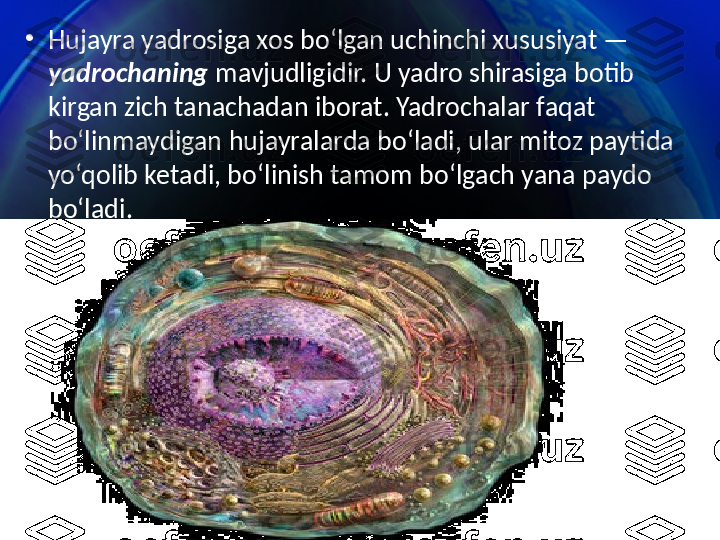 •
Hujayra yadrosiga xos bo‘lgan uchinchi xususiyat —  
yadrochaning  mavjudligidir. U yadro shirasiga botib 
kirgan zich tanachadan iborat. Yadrochalar faqat 
bo‘linmaydigan hujayralarda bo‘ladi, ular mitoz paytida 
yo‘qolib ketadi, bo‘linish tamom bo‘lgach yana paydo 
bo‘ladi. 