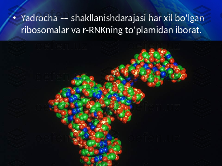 •
Yadrocha — shakllanishdarajasi har xil bo‘lgan 
ribosomalar va r-RNKning to‘plamidan iborat. 