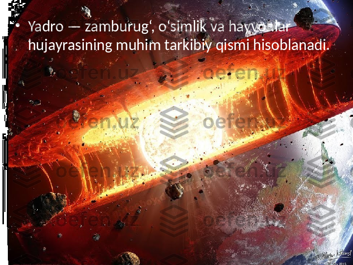 •
Yadro — zamburug‘, o‘simlik va hayvonlar 
hujayrasining muhim tarkibiy qismi hisoblanadi.  