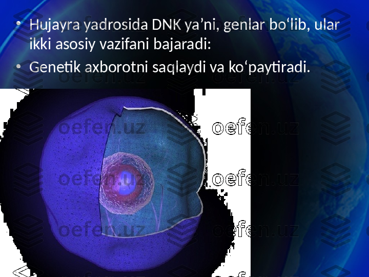 •
Hujayra yadrosida DNK ya’ni, genlar bo‘lib, ular 
ikki asosiy vazifani bajaradi: 
•
Genetik axborotni saqlaydi va ko‘paytiradi. 