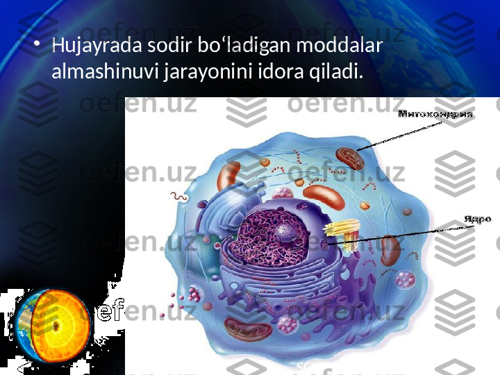 •
Hujayrada sodir bo‘ladigan moddalar 
almashinuvi jarayonini idora qiladi. 