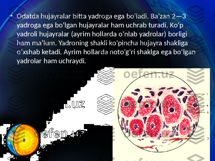 •
O datda hujayralar bitta yadroga ega bo‘ladi. Ba’zan 2—3 
yadroga ega bo‘lgan hujayralar ham uchrab turadi. Ko‘p 
yadroli hujayralar (ayrim hollarda o‘nlab yadrolar) borligi 
ham ma’lum. Yadroning shakli ko‘pincha hujayra shakliga 
o‘xshab ketadi. Ayrim hollarda noto‘g‘ri shaklga ega bo‘lgan 
yadrolar ham uchraydi. 