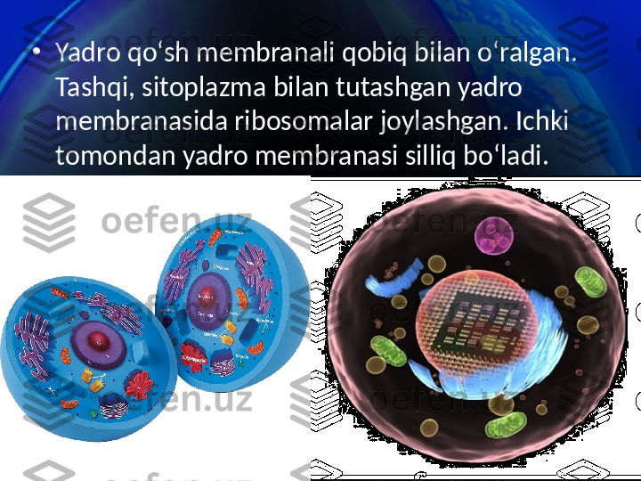 •
Yadro qo‘sh membranali qobiq bilan o‘ralgan. 
Tashqi, sitoplazma bilan tutashgan yadro 
membranasida ribosomalar joylashgan. Ichki 
tomondan yadro membranasi silliq bo‘ladi. 