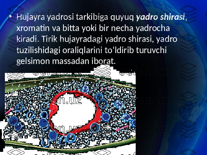 •
Hujayra yadrosi tarkibiga quyuq  yadro shirasi , 
xromatin va bitta yoki bir necha yadrocha 
kiradi. Tirik hujayradagi yadro shirasi, yadro 
tuzilishidagi oraliqlarini to‘ldirib turuvchi 
gelsimon massadan iborat. 