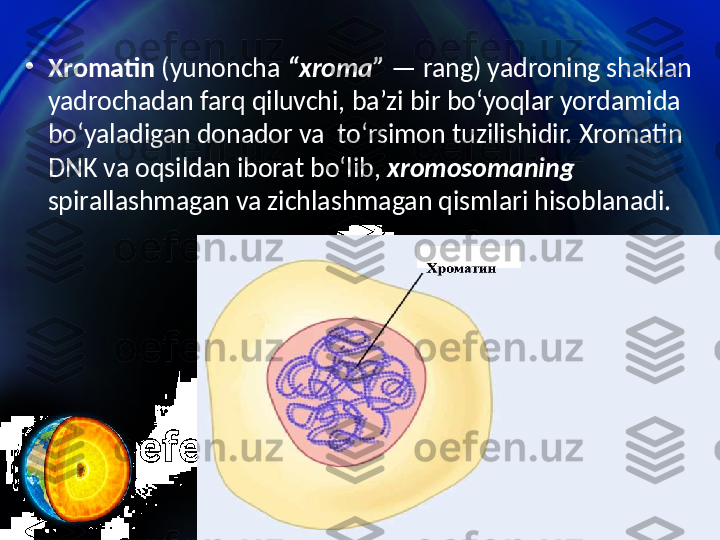 •
Xromatin  (yunoncha  “xroma”  — rang) yadroning shaklan 
yadrochadan farq qiluvchi, ba’zi bir bo‘yoqlar yordamida 
bo‘yaladigan donador va  to‘rsimon tuzilishidir. Xromatin 
DNK va oqsildan iborat bo‘lib,  xromosomaning 
spirallashmagan va zichlashmagan qismlari hisoblanadi. 