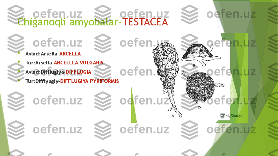 Chiģanoqli amyobalar- TESTACEA

Avlod:Arsella- ARCELLA

Tur:Arsella- ARCELLLA VULGARIS

Avlod:Difflugiya- DIFFLUGIA

Tur:Difflyugiy- DIFFLUGIYA   PYRIFORMIS                 