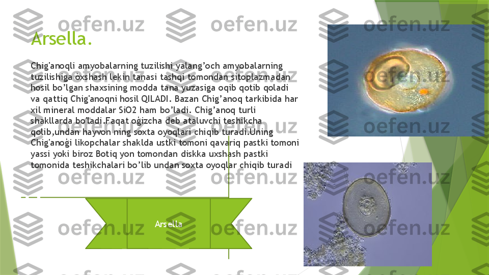 Arsella.
Chig'anoqli amyobalarning tuzilishi yalang’och amyobalarning 
tuzilishiga òxshash lekin tanasi tashqi tomondan sitoplazmadan 
hosil bo’lgan shaxsining modda tana yuzasiga oqib qotib qoladi 
va qattiq Chig'anoqni hosil QILADI. Bazan Chig’anoq tarkibida har 
xil mineral moddalar SiO2 ham bo’ladi. Chig’anoq turli 
shakllarda bo'ladi.Faqat oģizcha deb ataluvchi teshikcha 
qolib,undan hayvon ning soxta oyoqlari chiqib turadi.Uning 
Chig'anoģi likopchalar shaklda ustki tomoni qavariq pastki tomoni 
yassi yoki biroz Botiq yon tomondan diskka uxshash pastki 
tomonida teshikchalari bo’lib undan soxta oyoqlar chiqib turadi 
Arsella                 