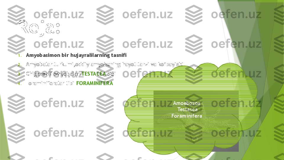 Reja:
1. Amyobasimon bir hujayralilarning tasnifi 
2. Amyobalar turkumi,oddiy amyobaning hayot tarzi va ko’payishi 
3. Chiģanoqli amyobalar- TESTACEA  tipi
4. Foraminiferalar tipi- FORAMINIFERA
Amoebozoa 
Testasea
Foraminifera                  