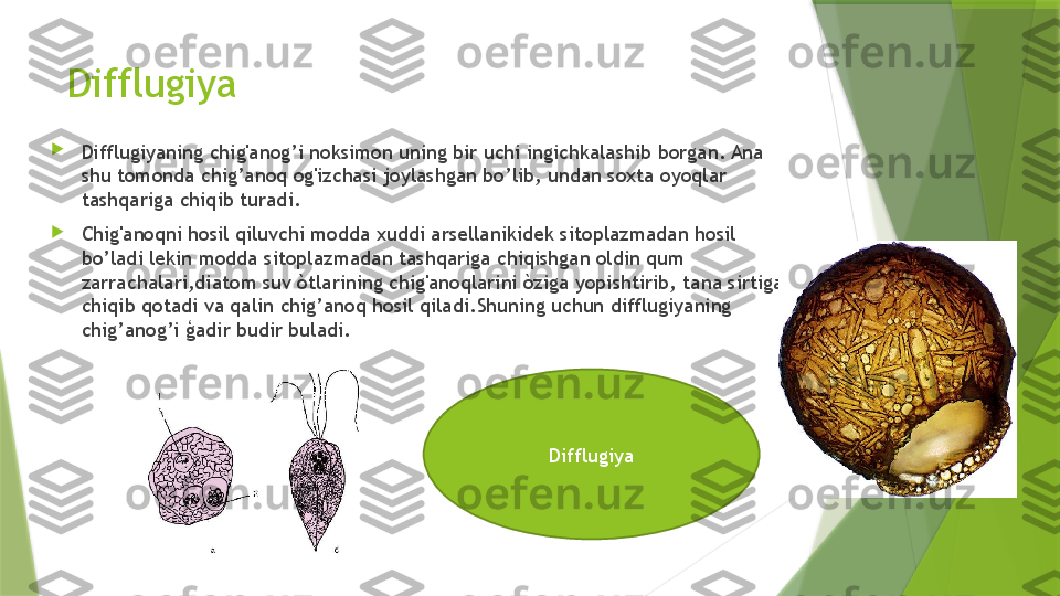 Difflugiya 

Difflugiyaning chig'anog’i noksimon uning bir uchi ingichkalashib borgan. Ana 
shu tomonda chig’anoq og'izchasi joylashgan bo’lib, undan soxta oyoqlar 
tashqariga chiqib turadi. 

Chig'anoqni hosil qiluvchi modda xuddi arsellanikidek sitoplazmadan hosil 
bo’ladi lekin modda sitoplazmadan tashqariga chiqishgan oldin qum 
zarrachalari,diatom suv òtlarining chig'anoqlarini òziga yopishtirib, tana sirtiga 
chiqib qotadi va qalin chig’anoq hosil qiladi.Shuning uchun difflugiyaning 
chig’anog’i ģadir budir buladi. 
Difflugiya                 