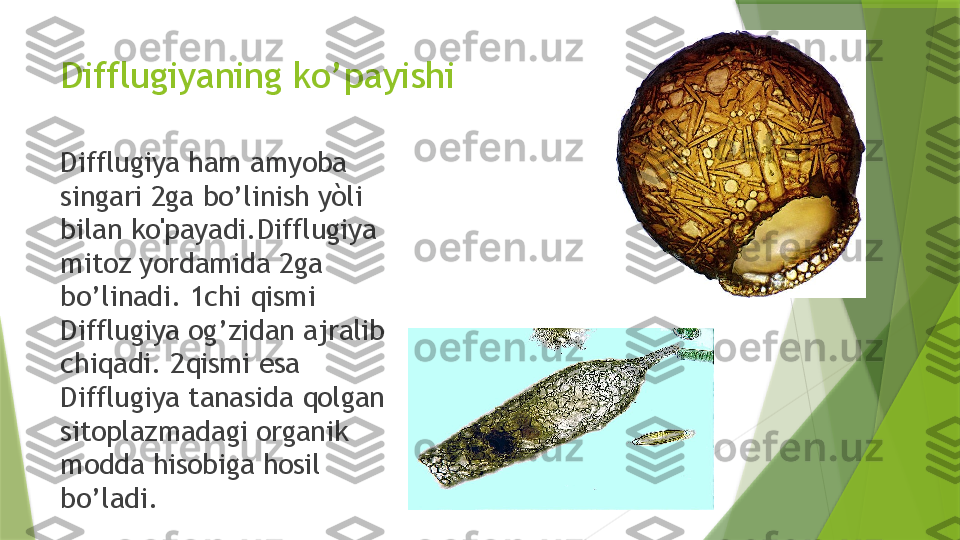 Difflugiyaning ko’payishi 
Difflugiya ham amyoba 
singari 2ga bo’linish yòli 
bilan ko'payadi.Difflugiya 
mitoz yordamida 2ga 
bo’linadi. 1chi qismi 
Difflugiya og’zidan ajralib 
chiqadi. 2qismi esa 
Difflugiya tanasida qolgan 
sitoplazmadagi organik 
modda hisobiga hosil 
bo’ladi.                  