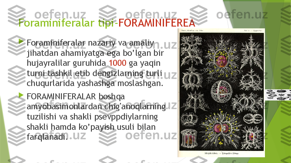 Foraminiferalar tipi- FORAMINIFEREA

Foraminiferalar nazariy va amaliy 
jihatdan ahamiyatga ega bo’lgan bir 
hujayralilar guruhida  1000  ga yaqin 
turni tashkil etib dengizlarning turli 
chuqurlarida yashashga moslashgan.

FORAMINIFERALAR boshqa 
amyobasimonlardan chig'anoqlarning 
tuzilishi va shakli psevppdiylarning 
shakli hamda ko’payish usuli bilan 
farqlanadi.                 