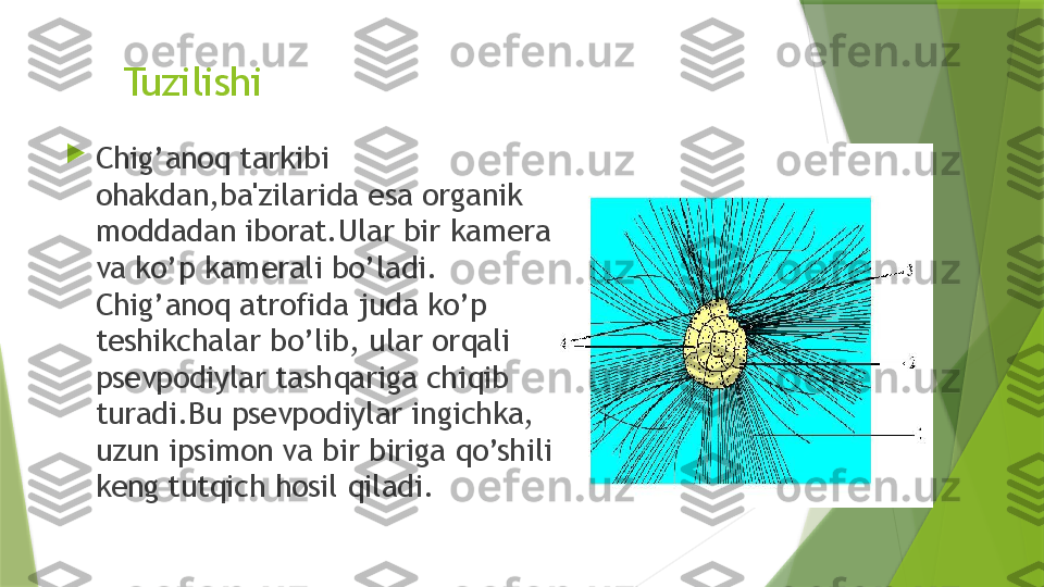 Tuzilishi

Chig’anoq tarkibi 
ohakdan,ba'zilarida esa organik 
moddadan iborat.Ular bir kamerali 
va ko’p kamerali bo’ladi. 
Chig’anoq atrofida juda ko’p 
teshikchalar bo’lib, ular orqali 
psevpodiylar tashqariga chiqib 
turadi.Bu psevpodiylar ingichka, 
uzun ipsimon va bir biriga qo’shilib 
keng tutqich hosil qiladi.                 