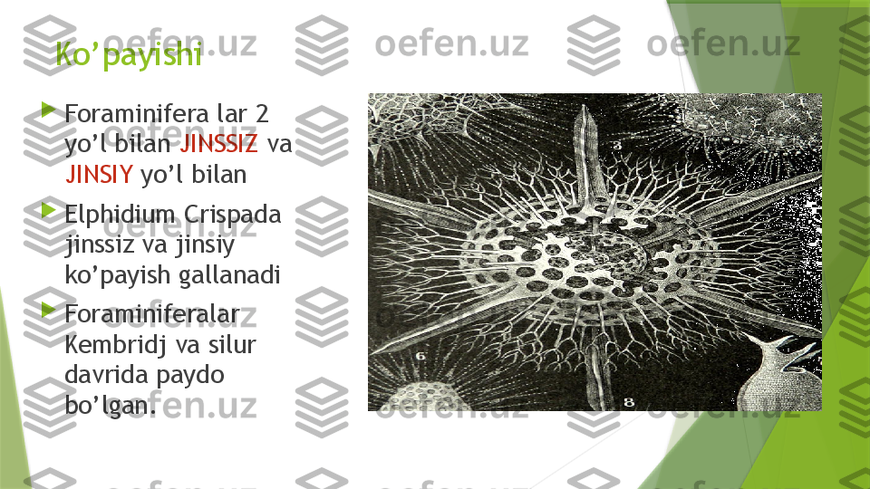 Ko’payishi 

Foraminifera lar 2 
yo’l bilan  JINSSIZ  va 
JINSIY  yo’l bilan 

Elphidium Crispada 
jinssiz va jinsiy 
ko’payish gallanadi

Foraminiferalar 
Kembridj va silur 
davrida paydo 
bo’lgan.                   