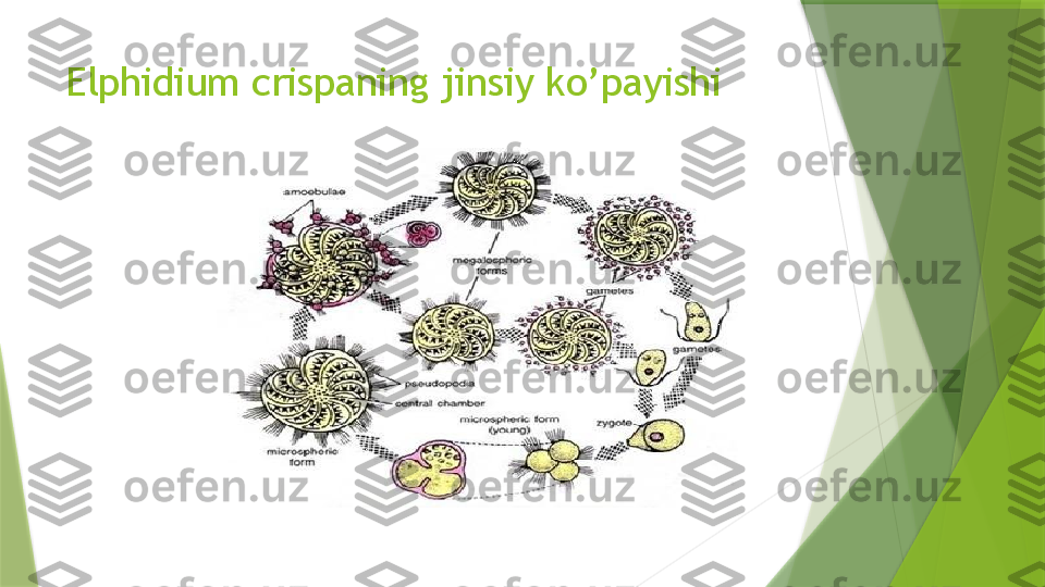 Elphidium crispaning jinsiy ko’payishi                  