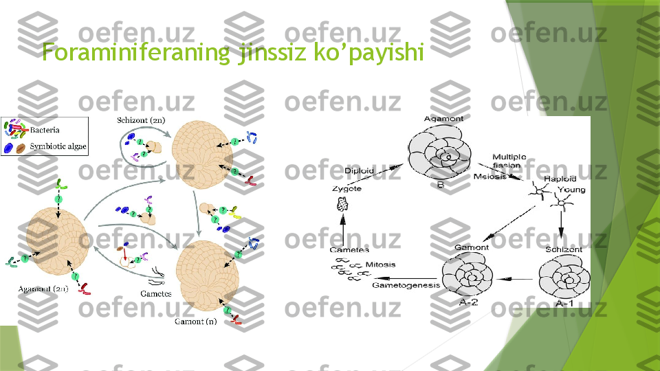 Foraminiferaning jinssiz ko’payishi                  