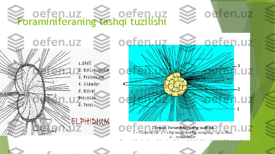 Foraminiferaning tashqi tuzilishi                  