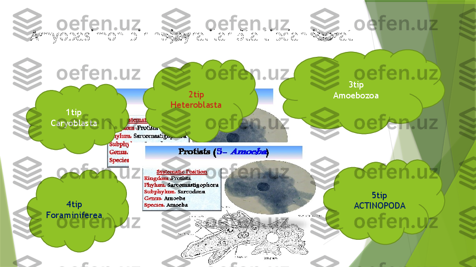 Amyobasimon bir hujayralilar 5ta tipdan iborat 
1tip
Caryoblasta 2tip
Heteroblasta 3tip
Amoebozoa
4tip
Foraminiferea 5tip
ACTINOPODA                 