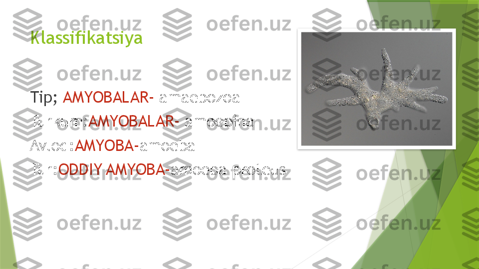 Klassifikatsiya
Tip;  AMYOBALAR-  amaebozoa 
Turkum: AMYOBALAR-  amoebina
Avlod: AMYOBA- amoeba  
Tur: ODDIY AMYOBA- amoeba proteus                  