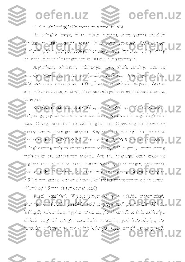 Turt   n uktali   qo‘ng‘ iz -Callosobruchus masculatus L/
Bu   qo‘ n g‘ iz   loviya,   mosh,   nuxat,   burchok,   zigir,   yasmik   uru g‘ lari
ichidagi   moddani   kemirib   yeyishi   bilan   zarar   yetkazadi.   Shikast langan
donlarning ,  uning   darajasi  75 %  gacha   pasayadi   va   t o‘ rt   nuktali   qo‘ n g‘ izning
chikindilari   bilan   ifloslangan   donlar   ovkat   uchun   yaramaydi .
Af g‘ oniston,   Xindiston ,   Indoneziya,   Uzok   Shark,   Janubiy,   Urta   va
Sharkiy   Yevropada,   Urta   va   janubiy   Afrikada,   Mavri kiya   orolida,
O‘ zbekistonda   omborlarda   1978   yildan   beri   tarkalib   kelyapti.   Asosan
xozirgi kunda Jizzax, Sirdaryo, Tosh-kent viloyatlarida va Toshkent shaxrida
tarkalgan.
Kungizni tanasi kalta, oval shaklda, rangi kiz g‘ ish  qo‘ n g‘ ir,  kanoti ustlari
b o‘ ylab  g i j joylashgan  kalta  tuklardan  iborat,   Kora va och rangli do g‘ chalar
utadi.   Oldingi   kanotida   4   ok   tusli   belgilari   bor.   Orkasining   old   kismining
asosiy   uchiga   nisba- gan   kengrok-   Keyingi   boldirlarining   ichki   tomonida
tishchalari   bor.   Q O ‘ NG ‘ IZNING   tana   uzunligi   2,5-№.5   mm   keladi.   Erkak
qo‘ n g‘ izlarning m o‘ ylovlari taroksimon shaklda, 8-10 bugimli,   urrochilarining
m o‘ ylovlari   esa   tasbexsimon   shaklda.   Ana   shu   belgilarga   karab   erkak   va
ur g‘ ochilarini   bilib   olish   oson.   Tuxu mi   yaltirok,   okish   rangda,   chuzinchok
oval shaklida 0,7-0,46 mm  uzunlikda lichinkasining rangi ok yoki ok sargish
3.5-4,6   mm   ga cha,   kichkina   boshli,   k o‘ krak   kismiga   tomon   egilib   turadi.
G‘ umbagi 3,5 mm ok sarik rangida.(Z)
Xayot   kechirishi.   Voyaga   yetgan   k o‘ n g‘ iz   xolatida   omb o rlardagi,
shuningdek   dalalarda   yanchish   vaktida   yerga   tukilgan   nuxatlar   ichi- da
kishlaydi; Kuklamda   qo‘ ngizlar n o‘ xat uru g‘ larini kemirib te- shib, tashkariga
chikadi.   Ur g‘ ochi   qo‘ n g‘ iz   tuxumlarini   n o‘ xatning   yosh   k o‘ zoklariga,   o‘ z
tanasidan   chikargan   va   tez   k o‘ rib   kola n gan   suyuk   tomchi   ustiga   qo‘ yadi. 