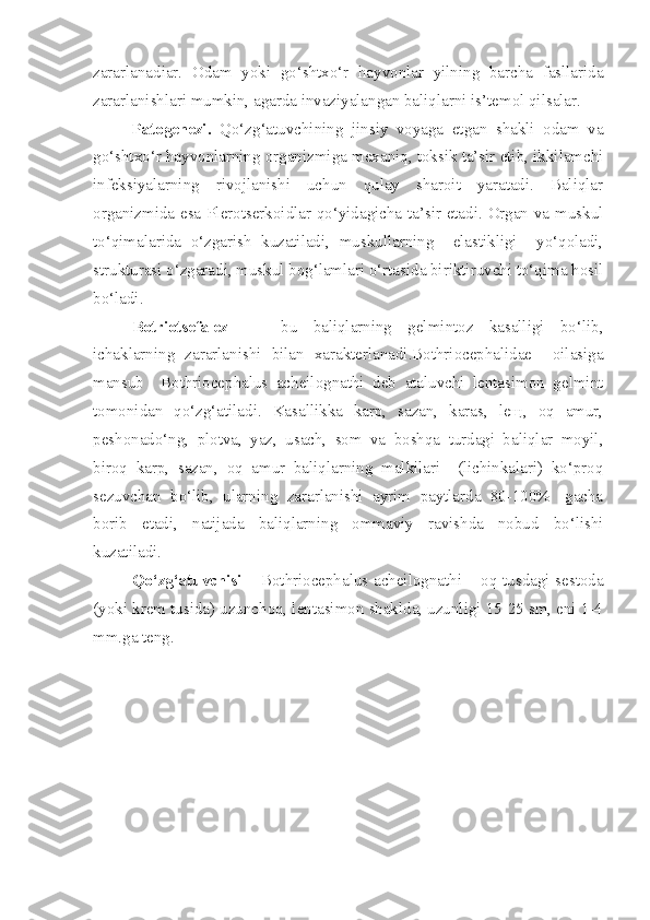 zararlanadiar.   Odam   yoki   go‘shtxo‘r   hayvonlar   yilning   barcha   fasllarida
zararlanishlari mumkin, agarda invaziyalangan baliqlarni is’temol qilsalar.
Patogenezi.   Qo‘zg‘atuvchining   jinsiy   voyaga   etgan   shakli   odam   va
go‘shtxo‘r hayvonlarning organizmiga mexaniq, toksik ta’sir etib, ikkilamchi
infeksiyalarning   rivojlanishi   uchun   qulay   sharoit   yaratadi.   Baliqlar
organizmida esa Plerotserkoidlar qo‘yidagicha ta’sir etadi. Organ va muskul
to‘qimalarida   o‘zgarish   kuzatiladi,   muskullarning     elastikligi     yo‘qoladi,
strukturasi o‘zgaradi, muskul bog‘lamlari o‘rtasida biriktiruvchi to‘qima hosil
bo‘ladi.
Botriotsefalez     -   bu   baliqlarning   gelmintoz   kasalligi   bo‘lib,
ichaklarning   zararlanishi   bilan   xarakterlanadi.Bothriocephalidae     oilasiga
mansub     Bothriocephalus   acheilognathi   deb   ataluvchi   lentasimon   gelmint
tomonidan   qo‘zg‘atiladi.   Kasallikka   karp,   sazan,   karas,   leщ,   oq   amur,
peshonado‘ng,   plotva,   yaz,   usach,   som   va   boshqa   turdagi   baliqlar   moyil,
biroq   karp,   sazan,   oq   amur   baliqlarning   malkilari     (lichinkalari)   ko‘proq
sezuvchan   bo‘lib,   ularning   zararlanishi   ayrim   paytlarda   80-100%   -gacha
borib   etadi,   natijada   baliqlarning   ommaviy   ravishda   nobud   bo‘lishi
kuzatiladi.
Qo‘zg‘atuvchisi   – Bothriocephalus acheilognathi – oq tusdagi sestoda
(yoki krem tusida) uzunchoq, lentasimon shaklda, uzunligi 15-25 sm, eni 1-4
mm.ga teng.  