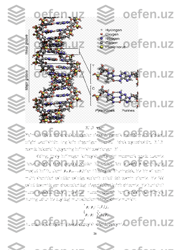 3.1.2-rasm
Ya’ni   bu   ikkita   prokariotik   hujayralar   o‘rtasida   genetik   materialning   to‘g‘ridan-
to‘g‘ri   uzatilishidir.   Eng   ko‘p   o‘rganilgan   holat   bu   -   ichak   tayoqchasidir,     3.1.3-
rasmda bakterial hujayraning bo‘linishi tasvirlangan [31].   
Keling,   jinsiy   bo‘lmagan   ko‘payish   jarayonini   matematik   tarzda   tuzamiz.
Faraz   qilaylik,   bizda   genetik   jihatdan   bir-biridan   farq   qiluvchi   n
  ta   prokariot
mavjud   bo‘lib,   ularni  p1,p2,…	,pn bilan   ifodalaylik.   Shuningdek,   biz   bir   xil   atrof-
muhit   sharoitlari   avloddan-avlodga   saqlanib   qoladi   deb   taxmin   qilamiz.   Biz   ikki
avlod davomida gen chastotalaridagi o‘zgarishlarni ko‘rib chiqamiz. Biz buni aholi
nuqtai   nazaridan   ham,   individual   nuqtai   nazardan   ham   ko‘rishimiz   mumkin.
Buning uchun biz quyidagi munosabatlarni o‘rnatishimiz mumkin:
{
p
i · p
j = 0 , ⅈ ≠ j ,
p
i · p
i =
∑
k = 1n
c
ik p
k .
Bu erda biz ko‘payishni jinssiz ko‘payish sifatida qaraymiz.
36 