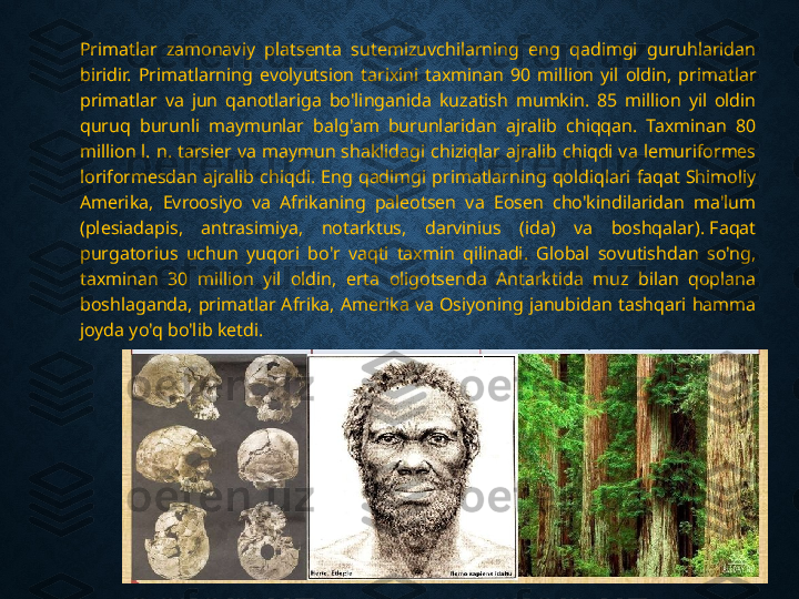 Primatlar  zamonaviy  platsenta  sutemizuvchilarning  eng  qadimgi  guruhlaridan 
biridir.  Primatlarning  evolyutsion  tarixini  taxminan  90  million  yil  oldin,  primatlar 
primatlar  va  jun  qanotlariga  bo'linganida  kuzatish  mumkin.  85  million  yil  oldin 
quruq  burunli  maymunlar  balg'am  burunlaridan  ajralib  chiqqan.  Taxminan  80 
million  l.  n.  tarsier  va  maymun  shaklidagi  chiziqlar  ajralib  chiqdi  va  lemuriformes 
loriformesdan  ajralib  chiqdi.  Eng  qadimgi  primatlarning  qoldiqlari  faqat  Shimoliy 
Amerika,  Evroosiyo  va  Afrikaning  paleotsen  va  Eosen  cho'kindilaridan  ma'lum 
(plesiadapis,  antrasimiya,  notarktus,  darvinius  (ida)  va  boshqalar). Faqat 
purgatorius  uchun  yuqori  bo'r  vaqti  taxmin  qilinadi.  Global  sovutishdan  so'ng, 
taxminan  30  million  yil  oldin,  erta  oligotsenda  Antarktida  muz  bilan  qoplana 
boshlaganda,  primatlar  Afrika,  Amerika  va  Osiyoning  janubidan  tashqari  hamma 
joyda yo'q bo'lib ketdi.  