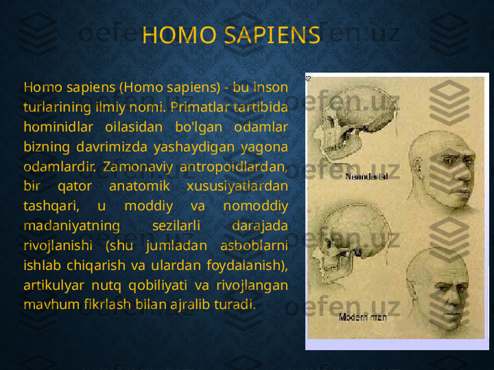 HOMO SAPIEN S
Homo sapiens (Homo sapiens) - bu inson 
turlarining ilmiy nomi. Primatlar tartibida 
hominidlar  oilasidan  bo'lgan  odamlar 
bizning  davrimizda  yashaydigan  yagona 
odamlardir.  Zamonaviy  antropoidlardan, 
bir  qator  anatomik  xususiyatlardan 
tashqari,  u  moddiy  va  nomoddiy 
madaniyatning  sezilarli  darajada 
rivojlanishi  (shu  jumladan  asboblarni 
ishlab  chiqarish  va  ulardan  foydalanish), 
artikulyar  nutq  qobiliyati  va  rivojlangan 
mavhum fikrlash bilan ajralib turadi. 