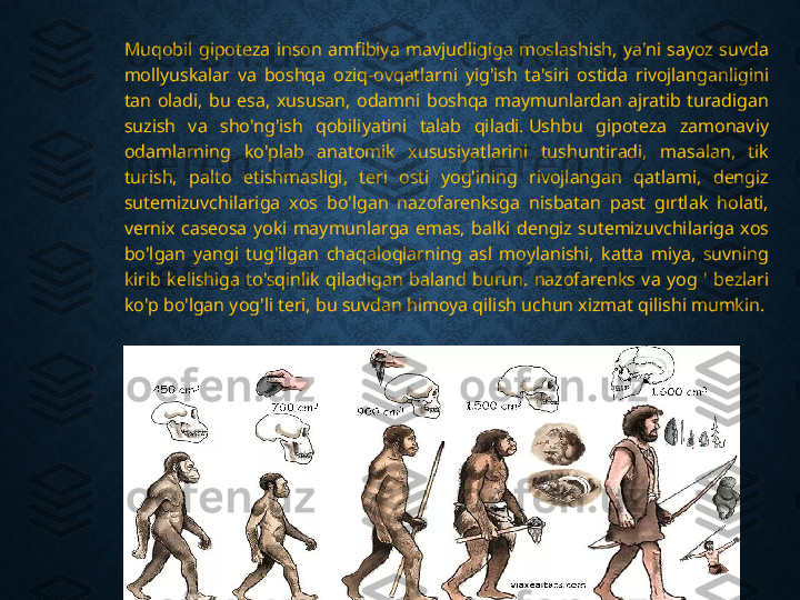 Muqobil  gipoteza  inson  amfibiya  mavjudligiga  moslashish,  ya'ni  sayoz  suvda 
mollyuskalar  va  boshqa  oziq-ovqatlarni  yig'ish  ta'siri  ostida  rivojlanganligini 
tan  oladi,  bu  esa,  xususan,  odamni  boshqa  maymunlardan  ajratib  turadigan 
suzish  va  sho'ng'ish  qobiliyatini  talab  qiladi. Ushbu  gipoteza  zamonaviy 
odamlarning  ko'plab  anatomik  xususiyatlarini  tushuntiradi,  masalan,  tik 
turish,  palto  etishmasligi,  teri  osti  yog'ining  rivojlangan  qatlami,  dengiz 
sutemizuvchilariga  xos  bo'lgan  nazofarenksga  nisbatan  past  gırtlak  holati, 
vernix  caseosa  yoki  maymunlarga  emas,  balki  dengiz  sutemizuvchilariga  xos 
bo'lgan  yangi  tug'ilgan  chaqaloqlarning  asl  moylanishi,  katta  miya,  suvning 
kirib  kelishiga  to'sqinlik  qiladigan  baland  burun.  nazofarenks  va  yog  '  bezlari 
ko'p bo'lgan yog'li teri, bu suvdan himoya qilish uchun xizmat qilishi mumkin. 