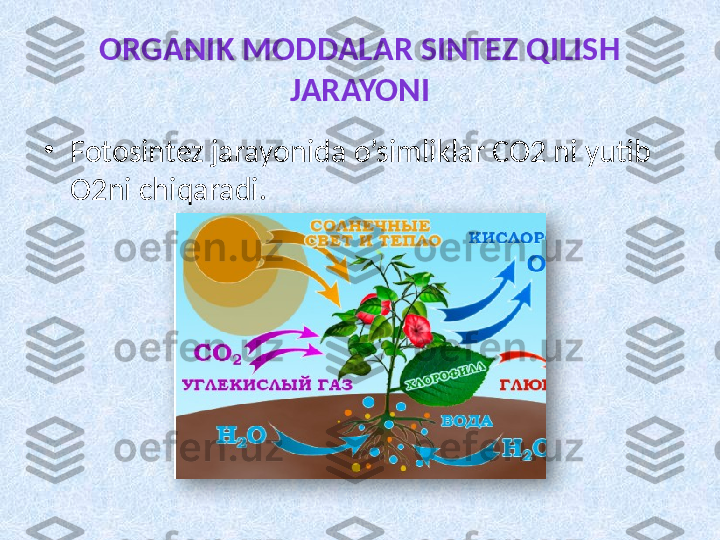 ORGANIK MODDALAR SINTEZ QILISH 
JARAYONI
•
Fotosintez jarayonida o’simliklar CO2 ni yutib 
O2ni chiqaradi.  