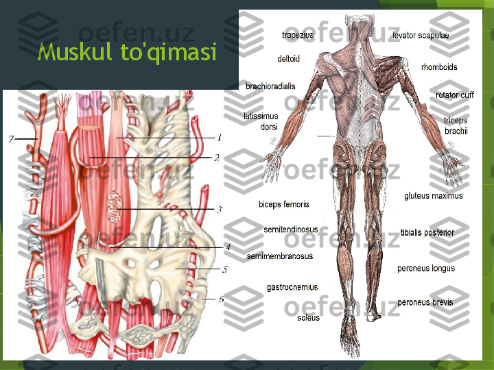 Muskul to'qimasi                 