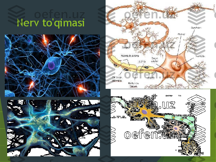 Nerv to'qimasi                 