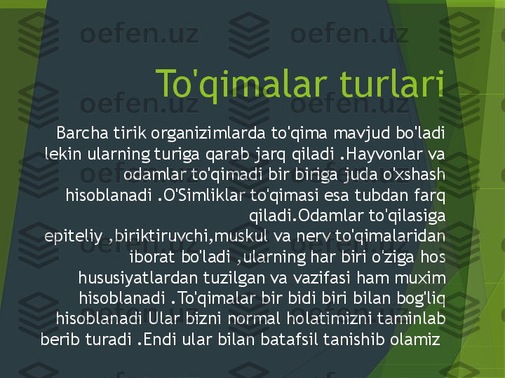 To'qimalar turlari
Barcha tirik organizimlarda to'qima mavjud bo'ladi 
lekin ularning turiga qarab jarq qiladi .Hayvonlar va 
odamlar to'qimadi bir biriga juda o'xshash 
hisoblanadi .O'Simliklar to'qimasi esa tubdan farq 
qiladi.Odamlar to'qilasiga 
epiteliy ,biriktiruvchi,muskul va nerv to'qimalaridan 
iborat bo'ladi ,ularning har biri o'ziga hos 
hususiyatlardan tuzilgan va vazifasi ham muxim 
hisoblanadi .To'qimalar bir bidi biri bilan bog'liq 
hisoblanadi Ular bizni normal holatimizni taminlab 
berib turadi .Endi ular bilan batafsil tanishib olamiz                   