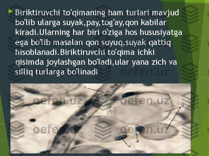 
Biriktiruvchi to'qimaning ham turlari mavjud 
bo'lib ularga suyak,pay,tog'ay,qon kabilar 
kiradi.Ularning har biri o'ziga hos hususiyatga 
ega bo'lib masalan qon suyuq,suyak qattiq 
hisoblanadi.Biriktiruvchi to'qima ichki 
qisimda joylashgan bo'ladi,ular yana zich va 
silliq turlarga bo'linadi                  