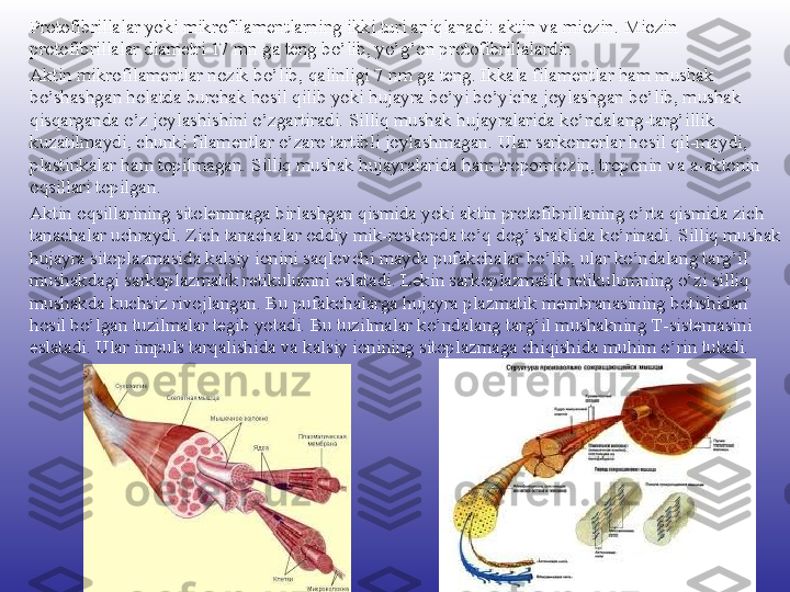 Protofibrillalar yoki mikrofilamentlarning ikki turi aniqlanadi: aktin va miozin. Miozin 
protofibrillalar diametri 17 mn ga teng bo’lib, yo’g’on protofibrillalardir. 
Aktin mikrofilamentlar nozik bo’lib, qalinligi 7 nm ga teng. Ikkala filamentlar ham mushak 
bo’shashgan holatda burchak hosil qilib yoki hujayra bo’yi bo’yicha joylashgan bo’lib, mushak 
qisqarganda o’z joylashishini o’zgartiradi. Silliq mushak hujayralarida ko’ndalang-targ’illik 
kuzatilmaydi, chunki filamentlar o’zaro tartibli joylashmagan. Ular sarkomerlar hosil qil-maydi, 
plastinkalar ham topilmagan. Silliq mushak hujayralarida ham tropomiozin, troponin va a-aktonin 
oqsillari topilgan.
Aktin oqsillarining sitolemmaga birlashgan qismida yoki aktin protofibrillaning o’rta qismida zich 
tanachalar uchraydi. Zich tanachalar oddiy mik-roskopda to’q dog’ shaklida ko’rinadi. Silliq mushak 
hujayra sitoplazmasida kalsiy ionini saqlovchi mayda pufakchalar bo’lib, ular ko’ndalang targ’il 
mushakdagi sarkoplazmatik retikulumni eslatadi. Lekin sarkoplazmatik retikulumning o’zi silliq 
mushakda kuchsiz rivojlangan. Bu pufakchalarga hujayra plazmatik membranasining botishidan 
hosil bo’lgan tuzilmalar tegib yotadi. Bu tuzilmalar ko’ndalang targ’il mushakning Т-sistemasini 
eslatadi. Ular impuls tarqalishida va kalsiy ionining sitoplazmaga chiqishida muhim o’rin tutadi. 