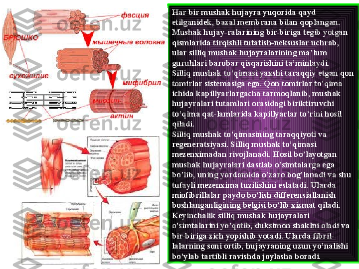 Har bir mushak hujayra yuqorida qayd 
etilganidek, bazal membrana bilan qoplangan. 
Mushak hujay-ralarining bir-biriga tegib yotgan 
qismlarida tirqishli tutatish-neksuslar uchrab, 
ular silliq mushak hujayralarining ma’lum 
guruhlari barobar qisqarishini ta’minlaydi.
Silliq mushak to’qimasi yaxshi taraqqiy etgan qon 
tomirlar sistemasiga ega. Qon tomirlar to’qima 
ichida kapillyarlargacha tarmoqlanib, mushak 
hujayralari tutamlari orasidagi biriktiruvchi 
to’qima qat-lamlarida kapillyarlar to’rini hosil 
qiladi.
Silliq mushak to’qimasining taraqqiyoti va 
regeneratsiyasi. Silliq mushak to’qimasi 
mezenximadan rivojlanadi. Hosil bo’layotgan 
mushak hujayralari dastlab o’simtalarga ega 
bo’lib, uning yordamida o’zaro bog’lanadi va shu 
tufayli mezenxima tuzilishini eslatadi. Ularda 
miofibrillalar paydo bo’lish differensiallanish 
boshlanganligining belgisi bo’lib xizmat qiladi. 
Keyinchalik silliq mushak hujayralari 
o’simtalarini yo’qotib, duksimon shaklni oladi va 
bir-biriga zich yopishib yotadi. Ularda fibril-
lalarning soni ortib, hujayraning uzun yo’nalishi 
bo’ylab tartibli ravishda joylasha boradi. 