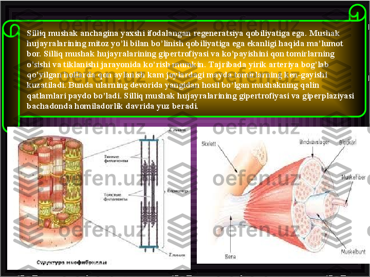 Silliq mushak anchagina yaxshi ifodalangan regeneratsiya qobiliyatiga ega. Mushak 
hujayralarining mitoz yo’li bilan bo’linish qobiliyatiga ega ekanligi haqida ma’lumot 
bor. Silliq mushak hujayralarining gipertrofiyasi va ko’payishini qon tomirlarning 
o’sishi va tiklanishi jarayonida ko’rish mumkin. Тajribada yirik arteriya bog’lab 
qo’yilgan hollarda qon aylanish kam joylardagi mayda tomirlarning ken-gayishi 
kuzatiladi. Bunda ularning devorida yangidan hosil bo’lgan mushakning qalin 
qatlamlari paydo bo’ladi. Silliq mushak hujayralarining gipertrofiyasi va giperplaziyasi 
bachadonda homiladorlik davrida yuz beradi. 